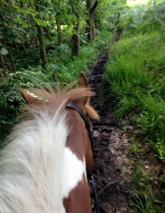 Pony Trekking in Glasgow Erasmus_auslandspraktikum_glasgow_6