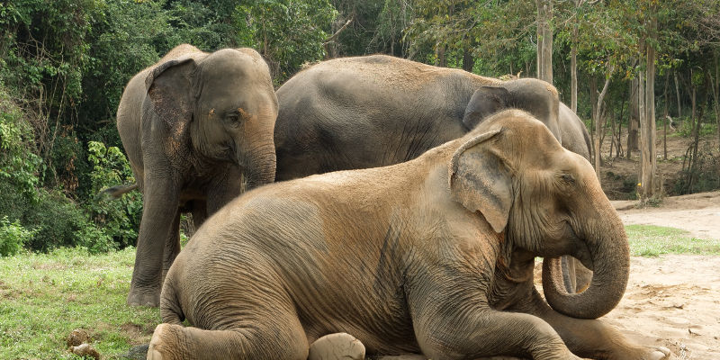Sri Lanka: Praktikum im Tier- und Umweltschutz (unbezahlt) Srilanka2023