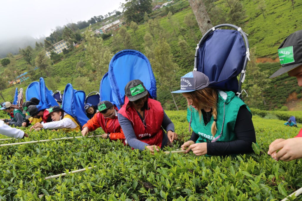 https://www.pexels.com/de-de/foto/menschen-feld-arbeiten-landwirtschaft-23506594/ Menschen sammeln Teeblätter in einer sonnigen Teeplantage, umgeben von grünen Sträuchern.