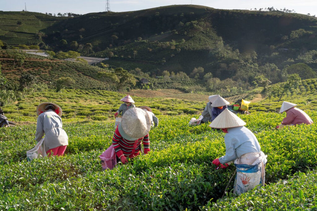 https://www.pexels.com/de-de/foto/menschen-ernten-2176712/ Teepflücker sammeln sorgfältig frische Blätter in einer sonnigen Teeplantage.