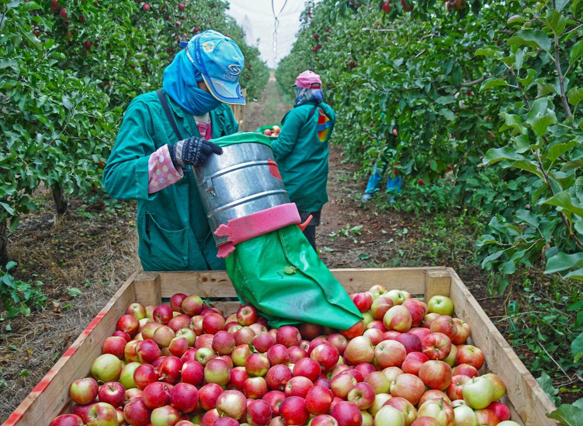 Erntehelfer*in im Ausland: Länder, Bewerbung & alles was du wissen musst Blog 058T 1200x878